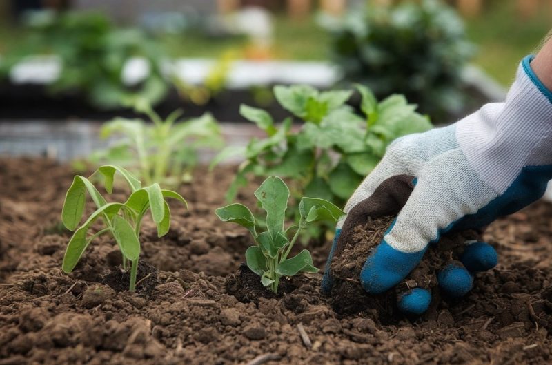 Planting,A,Small,Plant,In,A,Garden,Bed.